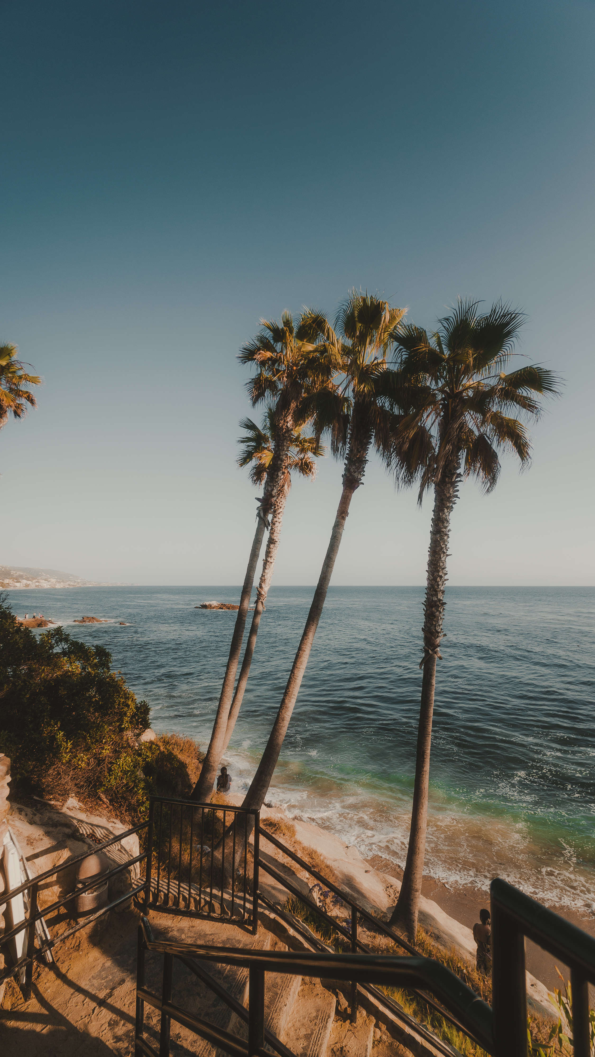 Laguna Beach palms