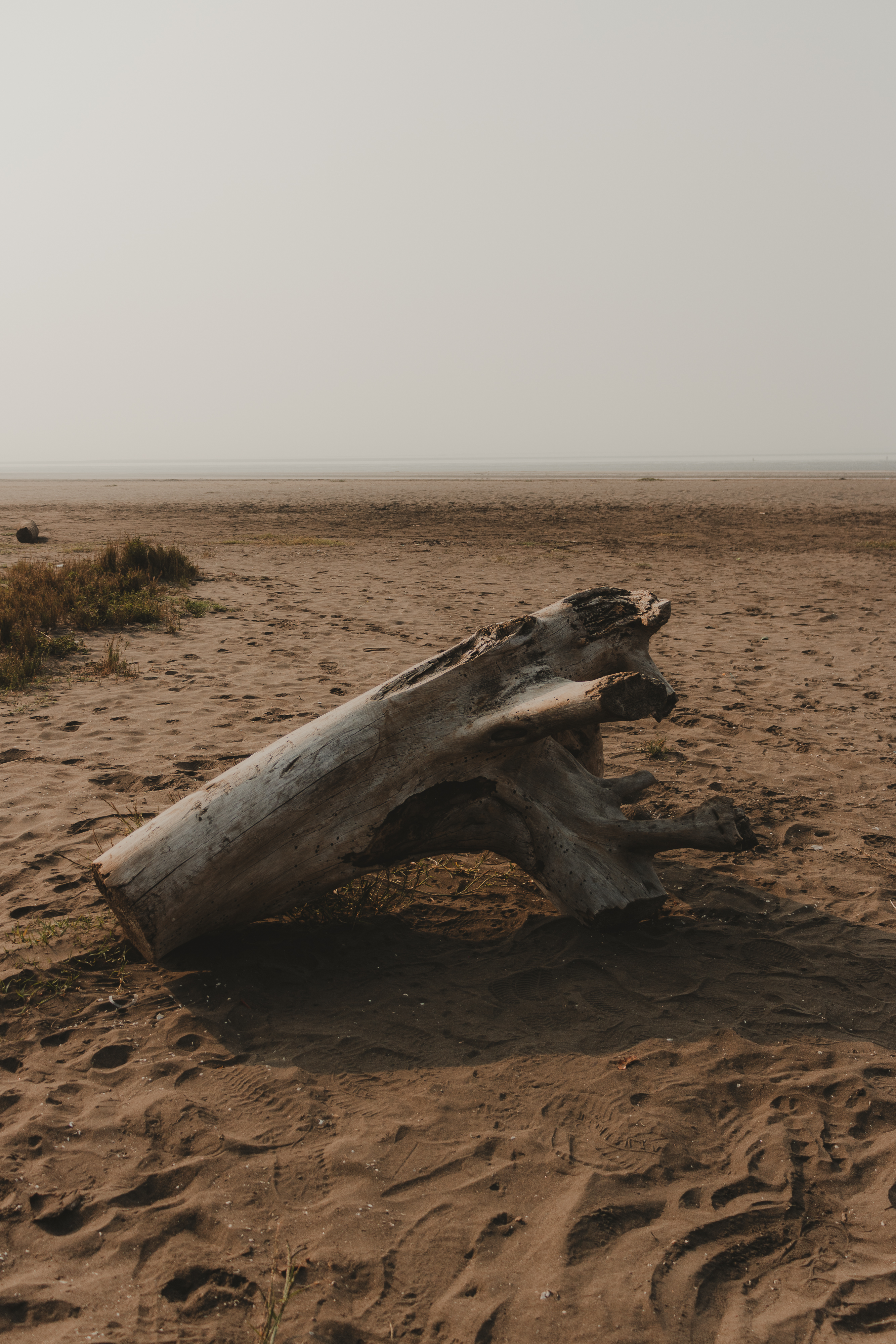 Driftwood on beach