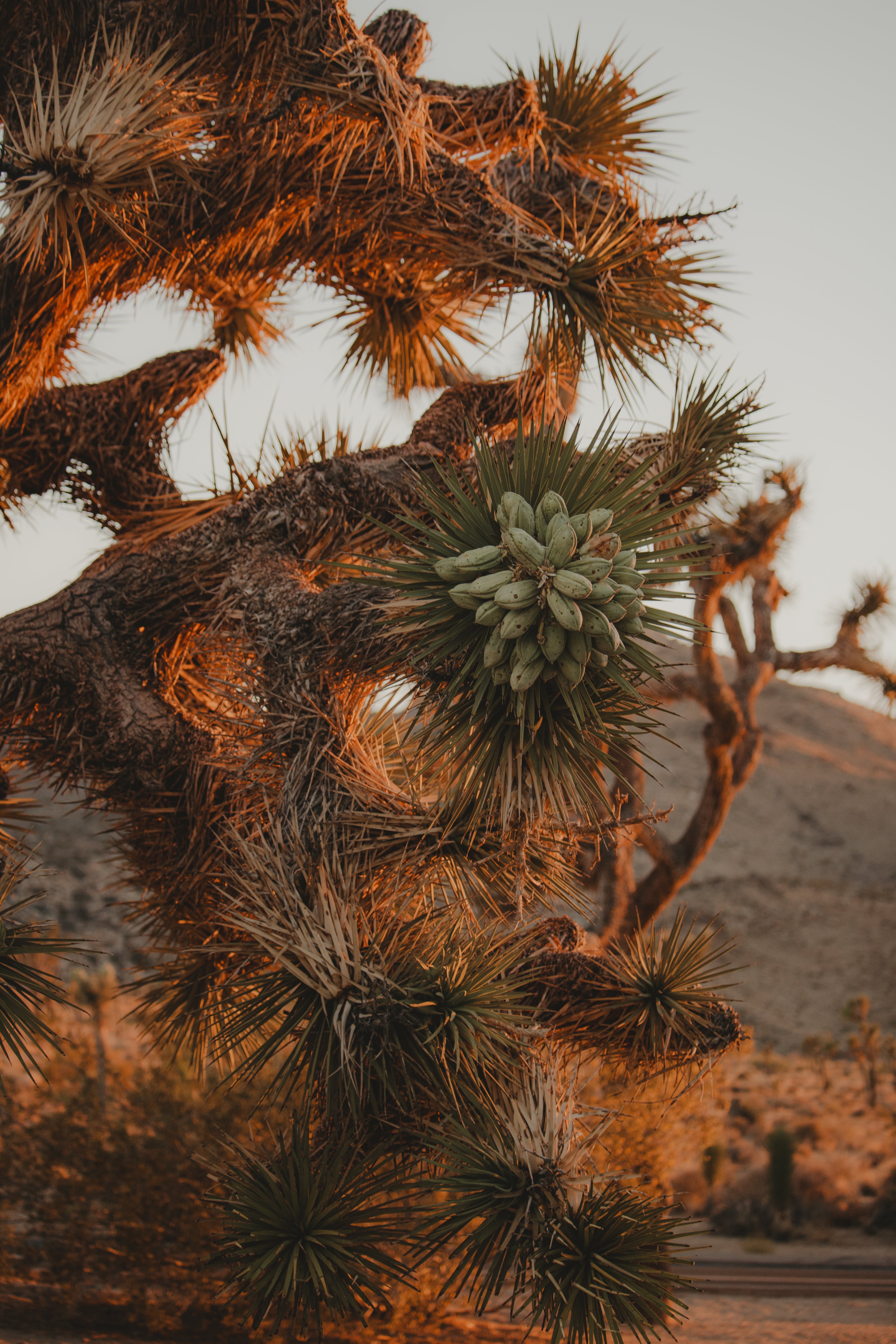Joshua Tree close-up